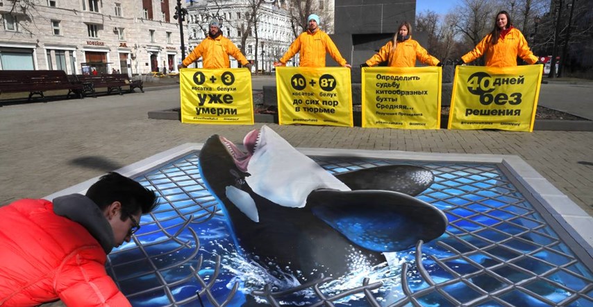 Rusija pušta na slobodu zarobljene kitove